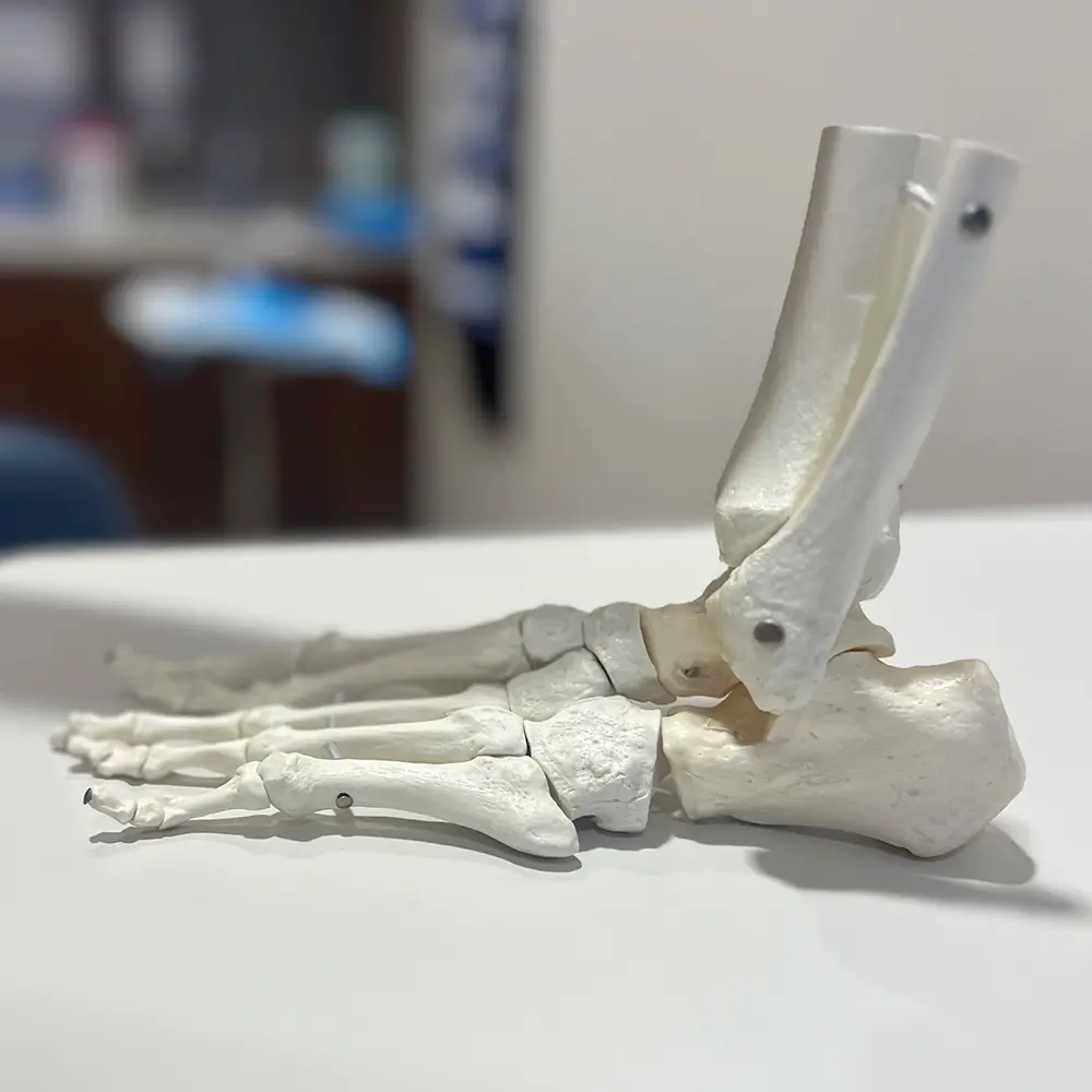 A plastic anatomical model of a human foot and lower leg bones is displayed on a white surface, with a blurred background of a room.